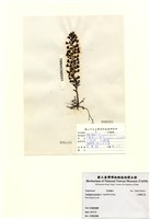 藏品(小葉喇叭藻)的圖片